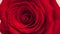 Rotating red rose. Beautiful flower