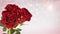 Rotating red roses, wedding, birthday, st. valentines theme - 3D render. seamless loop