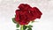 Rotating red roses, wedding, birthday, st. valentines theme - 3D render. seamless loop