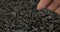 Rotating seed of sunflower and a farmer`s hand. Farmer checks the grain. Close-up of a man`s hand picking up grain in