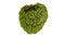 Rotating Sugar-Apple on White Background 01A (Looping)