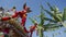 Rotating tracking the angel statue at Indian chariot beside banana tree