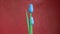 Rotating two wooden decorative tulips