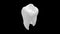 Rotating view of isolated 3D tooth. Black, white and green background