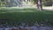 Rotating water sprinklers installed in public park with green grass lawn and trees