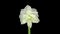 Rotating white amaryllis Christmas flower, seamless loop