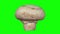 Rotating White Mushroom on Green Background 01