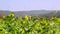 Rotating wind turbines on a hill behind a rape field. Rotating wind power plants on a hill behind a canola field