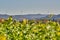 Rotating wind turbines on a hill behind a rape field. Rotating wind power plants on a hill behind a canola field