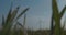 Rotating Windmill On A Background Of Blue Sky And Green Grass. Wind Power. A Clean And Renewable Energy Solution. Wind Turbine.