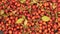 Rotation of background from dogrose berries with autumn leaves.