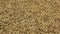 Rotation, background made from a pile of barley grains.