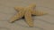 Rotation of a beautiful starfish lying on sand dunes.