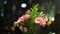 Rotation of bouquet of carnation flowers with twinkling blurred city night lights. romantic concept for lovers and valentine