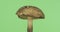 Rotation of the flywheel mushroom. Natural forest mushroom. Flywheel is a genus of edible tubular mushrooms of the
