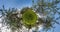 Rotation of landscape into a green tiny planet in apple orchard. curvature of space. loop