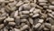 Rotation of peeled sunflower seeds close-up. Highly detailed macro video of peeled sunflower seeds