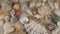 Rotation of sea shells and sea stars lying on the sand. Beautiful sea background.