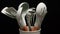 Rotation of silicone or rubber kitchen utensils on black background. Tools for cooking