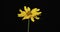 Rotation of the yellow blooming chamomile. Close-up. Isolated