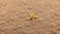 Rotation of a yellow starfish lying on the sand.