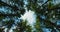 Rotational movement of the camera on the crowns of trees in the forest. Bottom up view of lush green foliage of pine