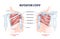 Rotator cuff anatomical structure and location explanation outline diagram