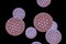 Rotaviruses on colorful background