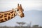 Rothchild giraffe in Lake Nakuru National Park