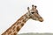 Rothchild\'s giraffe