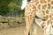 Rothchild\'s giraffe calf