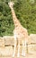 Rothchild\'s giraffe eating leaves at longleat