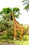 A rothchilds giraffe