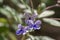 Rotheca myricoides blue flowering plant, group of flowers on shrub branches in bloom