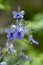 Rotheca myricoides blue flowering plant, group of flowers on shrub branches in bloom