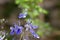 Rotheca myricoides blue flowering plant, group of flowers on shrub branches in bloom