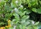 Rotheca myricoides, Blue glory bower, Blue butterfly bush