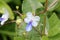 Rotheca myricoides, Blue glory bower, Blue butterfly bush