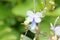 Rotheca myricoides, Blue glory bower, Blue butterfly bush