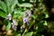 Rotheca myricoides flowers in the garden