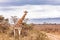 Rothschild Giraffe Along Road in Kenya Africa