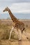 Rothschild giraffe crossing the road in Lake Nakuru