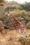 Rothschild Giraffe in Lake Nakuru