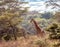 Rothschild Giraffe in Lake Nakuru Kenya