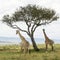 A Rothschild Giraffe and a Masai Giraffe in Masai Mara National Park in Kenya