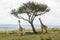 A Rothschild Giraffe and a Masai Giraffe in Masai Mara National Park in Kenya