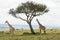 A Rothschild Giraffe and a Masai Giraffe in Masai Mara National Park in Kenya