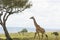 Rothschild Giraffe in Masai Mara National Park in Kenya