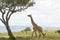 Rothschild Giraffe in Masai Mara National Park in Kenya