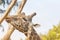 Rothschild Giraffe nibbling on a wooden trunk closeup